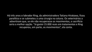 Há três anos o labrador Ring, da administradora Tatiana Hirakawa, ficou
paralítico e se submeteu a uma cirurgia na coluna. Os veterinários a
advertiram que, se ele não recuperasse os movimentos, o sacrifício
seria a melhor opção. “Já gastei 15.000 reais em tratamentos e Ring
recuperou, em parte, os movimentos”, ela conta.
 