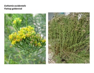 Euthamia occidentalis
Flattop goldenrod

 