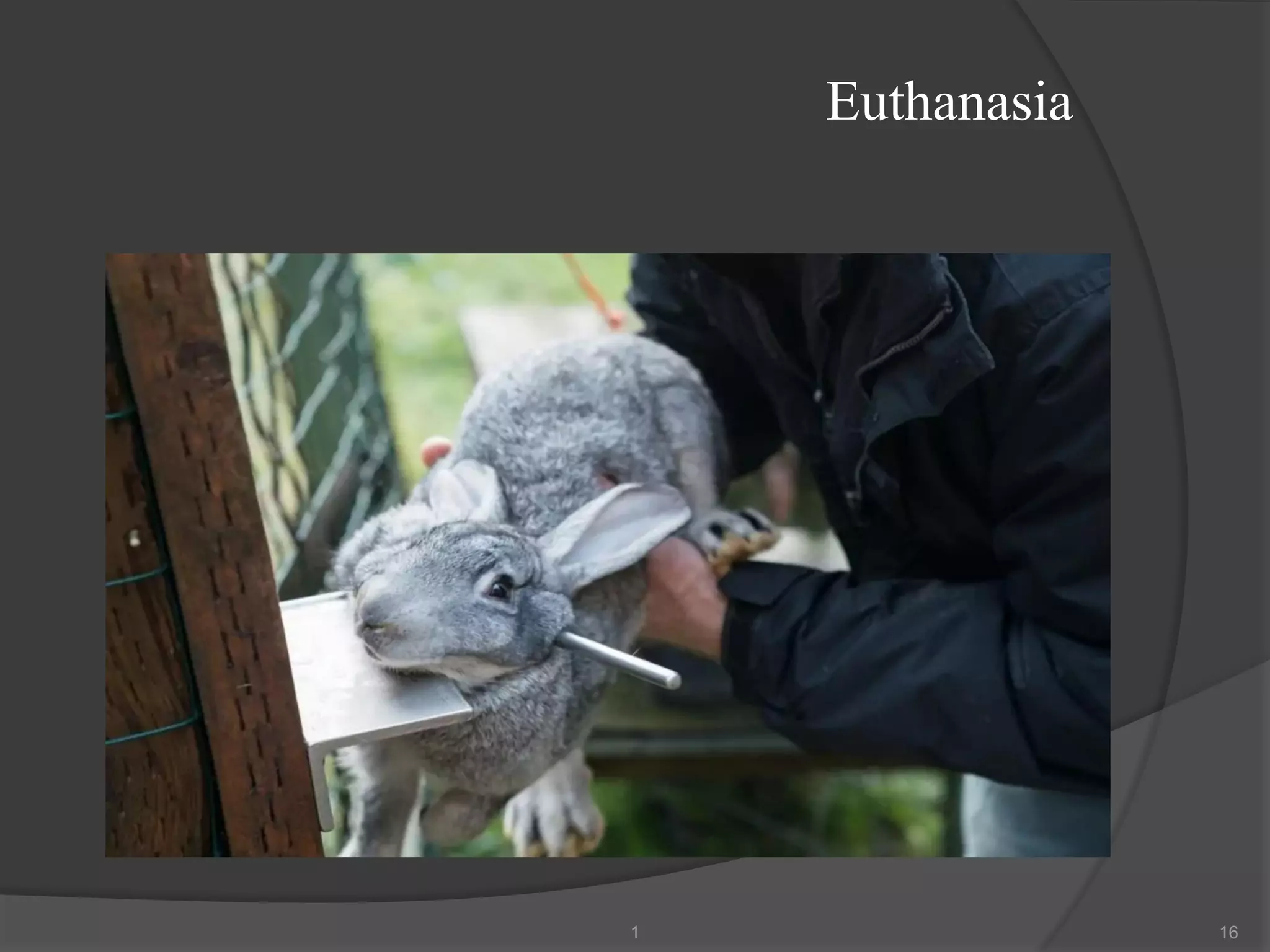 Euthanasia
1 16
 