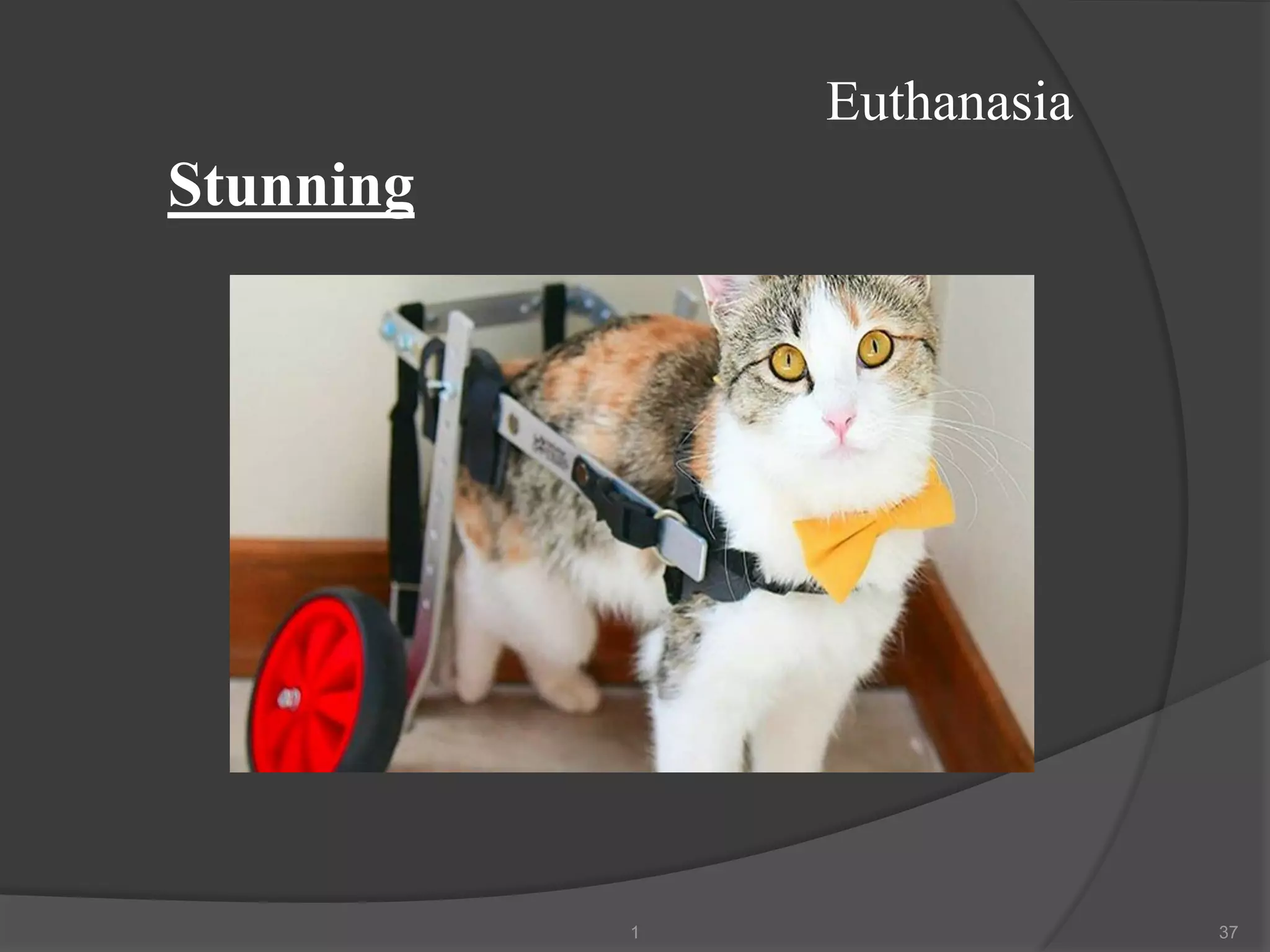 Euthanasia
1 37
Stunning
 