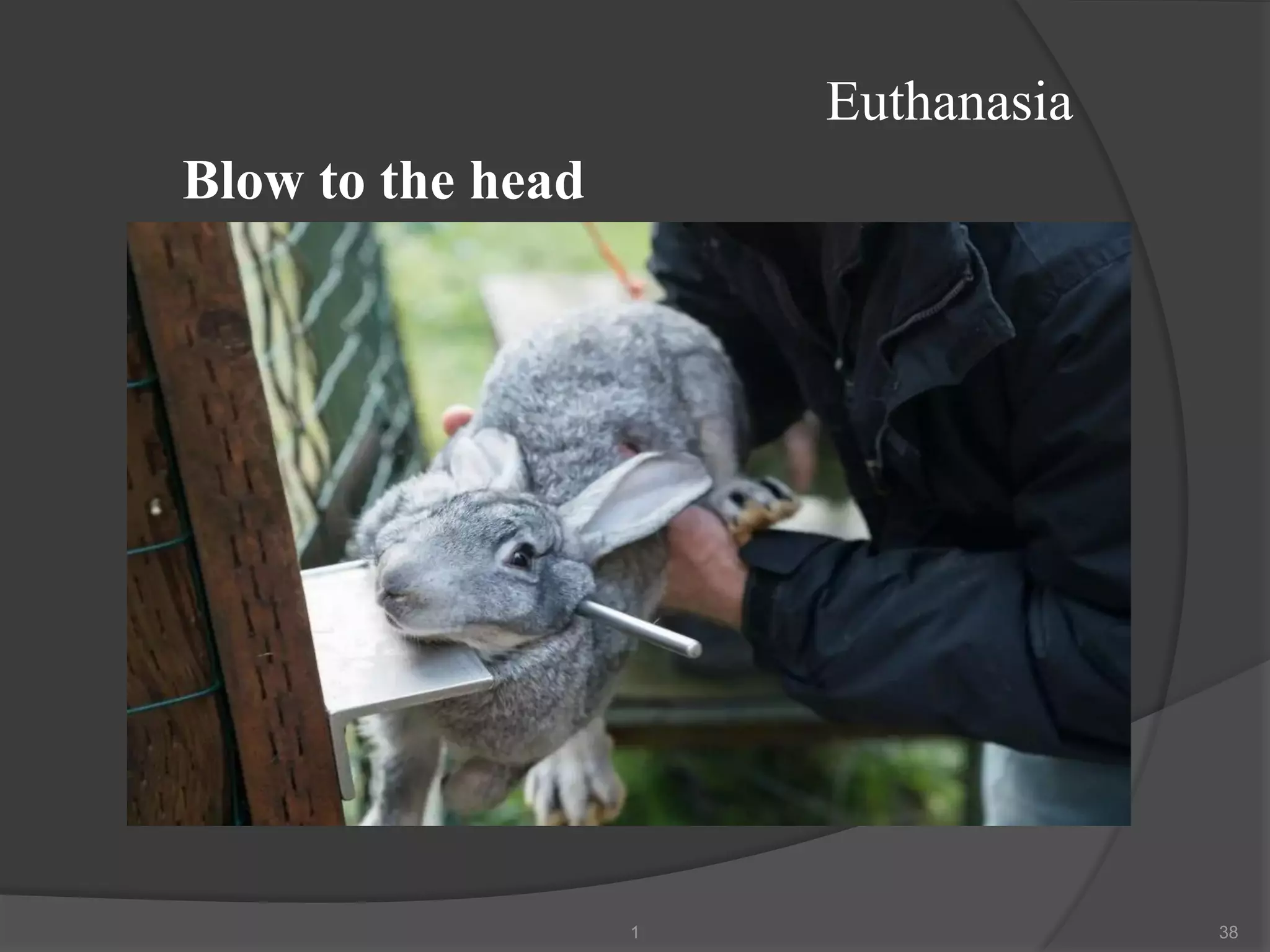 Euthanasia
1 38
Blow to the head
 