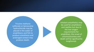 Tricaine methane
sulfonate or benzocaine
hydrochloride may be
placed in the water of
amphibians and fish to
produce anesthesia and
prolonged contact may
produce death.
Inhalant anesthetics may
be used for amphibians
and reptiles but due to
the low oxygen
requirements for
amphibian, the onset of
unconsciousness and
death will be significantly
lengthened.
 