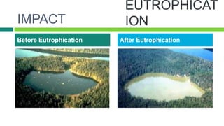 IMPACT
    Before Eutrophication   After Eutrophication

√

√
 