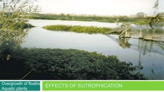 Overgrowth of floating
Aquatic plants
                         EFFECTS OF EUTROPHICATION
 