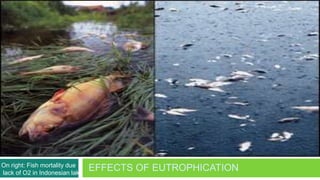 On right: Fish mortality due
lack of O2 in Indonesian lake
                                EFFECTS OF EUTROPHICATION
 
