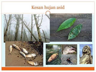 Kesan hujan asid
 