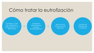 Controlar el uso 
de fungicidas y 
plaguicidas en la 
agricultura 
Impedir la 
descarga de 
residuos 
antropogénicos 
Remover los 
fosfatos de los 
desechos 
Control de 
entrada de 
nutrientes 
Cómo tratar la eutrofización 
 