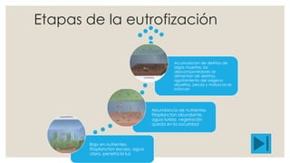 Etapas de la eutrofización 
Bajo en nutrientes, 
fitoplancton escaso, agua 
clara, penetra la luz 
Acumulacion de detritos de 
algas muertas, los 
descomponedores se 
alimentan de detritos, 
agotamiento del oxigeno 
disueltos, peces y moluscos se 
sofocan 
Abundancia de nutrientes, 
fitoplancton abundante, 
agua turbia, vegetación 
queda en la oscuridad 
 