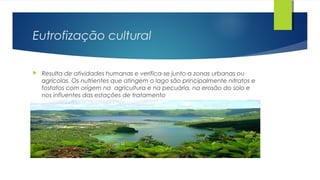 Eutrofização cultural
 Resulta de atividades humanas e verifica-se junto a zonas urbanas ou
agrícolas. Os nutrientes que atingem o lago são principalmente nitratos e
fosfatos com origem na agricultura e na pecuária, na erosão do solo e
nos influentes das estações de tratamento
 