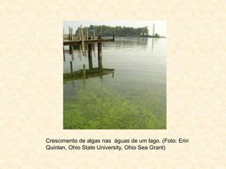 Crescimento de algas nas águas de um lago. (Foto: Erin
Quinlan, Ohio State University, Ohio Sea Grant)
 