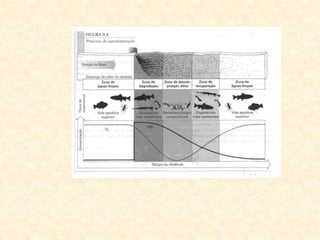 eutrofizao.ppt
