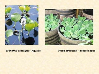 Eichornia crassipes - Aguapé Pistia stratiotes - alface d’água
 