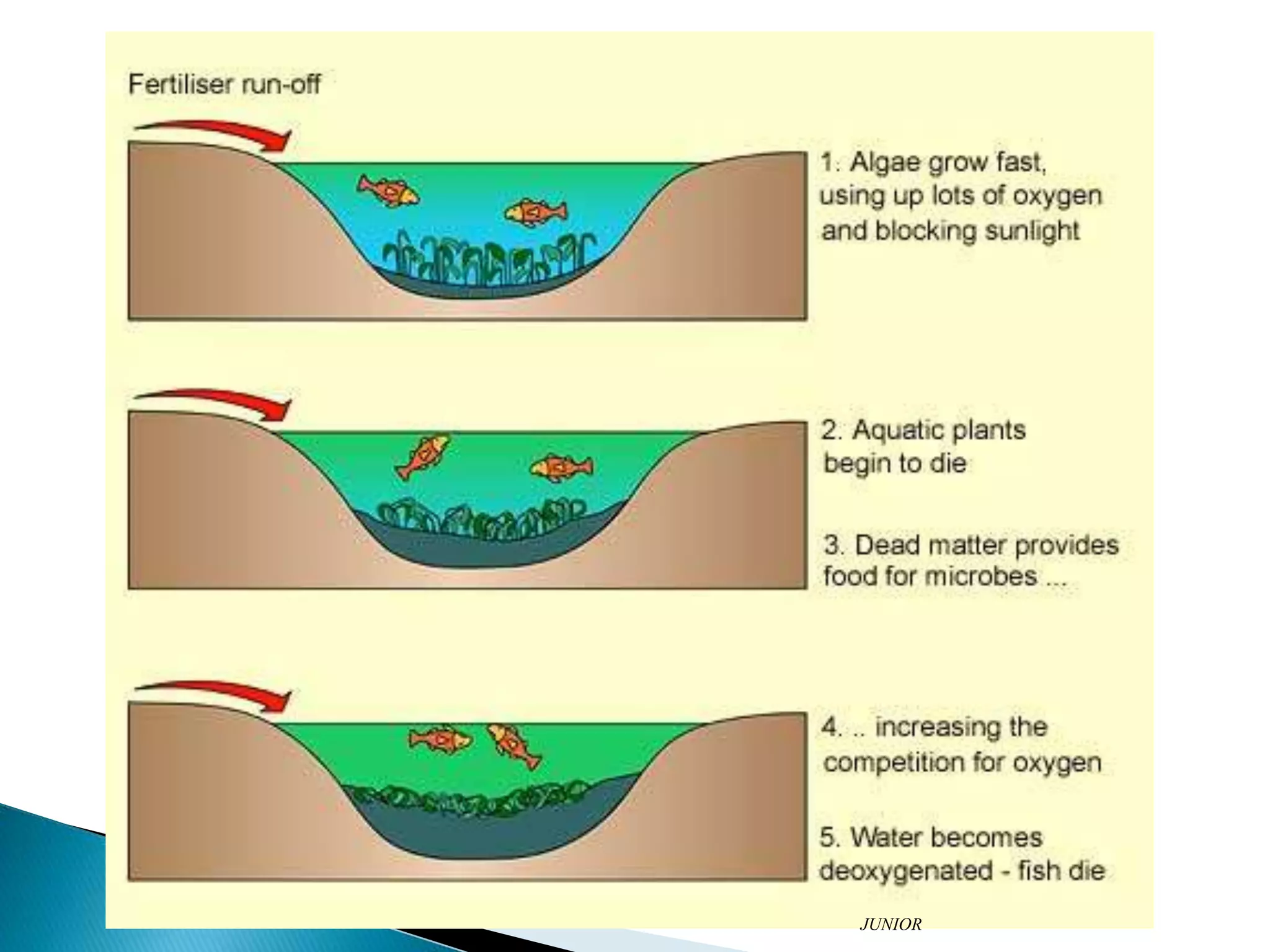 Eutrophication | PPT