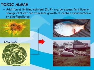 TOXIC ALGAE
 – Addition of limiting nutrient (N, P), e.g. by excess fertilizer or
   sewage effluent can stimulate growth of certain cyanobacteria
   or dinoflagellates




 Pfiesteria
 