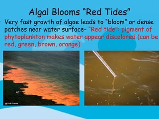Algal Blooms “Red Tides”
• Very fast growth of algae leads to “bloom” or dense
  patches near water surface- “Red tide”: pigment of
  phytoplankton makes water appear discolored (can be
  red, green, brown, orange)
 