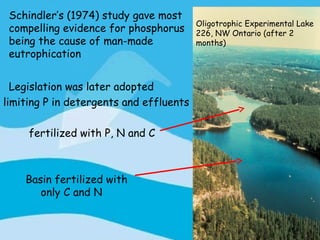 • Schindler’s (1974) study gave most
                                          Oligotrophic Experimental Lake
  compelling evidence for phosphorus      226, NW Ontario (after 2
  being the cause of man-made             months)
  eutrophication


• Legislation was later adopted
 limiting P in detergents and effluents

      fertilized with P, N and C



     Basin fertilized with
        only C and N
 