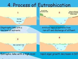 4. Process of Eutrophication
                  1                                     2




Oligotrophic lake with a            Artificial input of nutrients from
low level of nutrients.              run-off and discharge of effluent.


                                                        4
                  3




Eutrophic lake with a high level   rapid algal growth decrease in DO
 