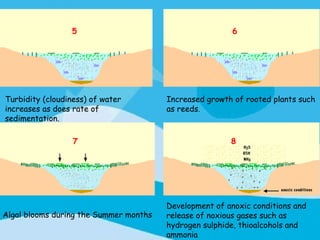 5                                      6




Turbidity (cloudiness) of water         Increased growth of rooted plants such
increases as does rate of               as reeds.
sedimentation.

                  7                                     8




                                        Development of anoxic conditions and
Algal blooms during the Summer months   release of noxious gases such as
                                        hydrogen sulphide, thioalcohols and
                                        ammonia
 