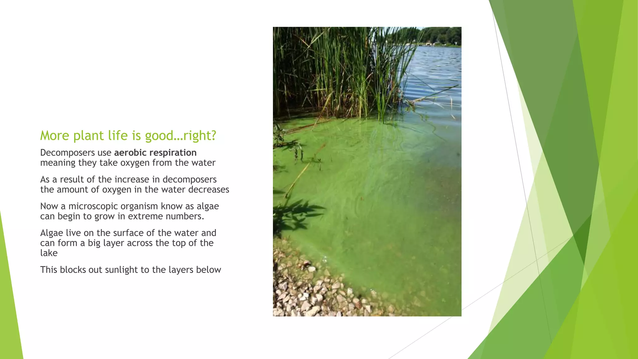 Eutrophication | PPTX