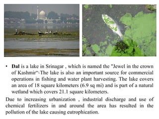 • Dal is a lake in Srinagar , which is named the "Jewel in the crown
of Kashmir“. The lake is also an important source for commercial
operations in fishing and water plant harvesting. The lake covers
an area of 18 square kilometers (6.9 sq mi) and is part of a natural
wetland which covers 21.1 square kilometers.
Due to increasing urbanization , industrial discharge and use of
chemical fertilizers in and around the area has resulted in the
pollution of the lake causing eutrophication.
 