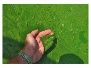 Eutrophication