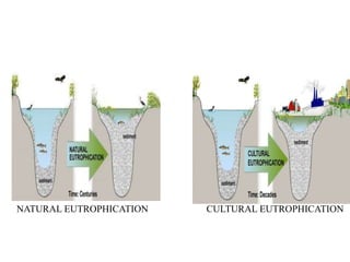 NATURAL EUTROPHICATION CULTURAL EUTROPHICATION
 