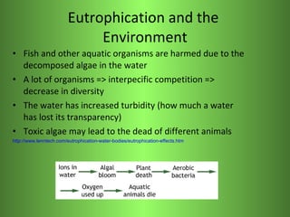 Eutrophication and the  Environment <ul><li>Fish and other aquatic organisms are harmed due to the decomposed algae in the...