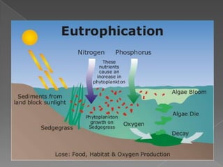Eutrophication ppt | PPTX