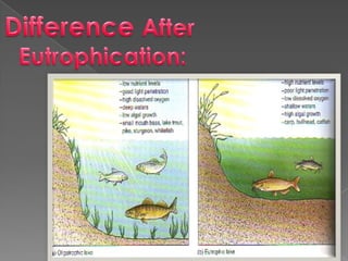 Eutrophication ppt | PPTX