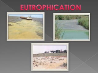 Eutrophication ppt | PPTX