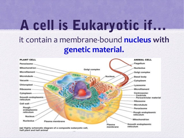 Is Cell Membrane Prokaryotic Or Eukaryotic Labeled - Cell Diagram