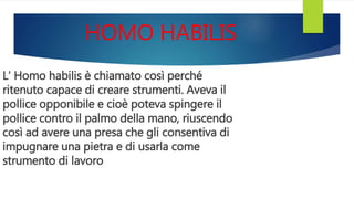 HOMO HABILIS
L’ Homo habilis è chiamato così perché
ritenuto capace di creare strumenti. Aveva il
pollice opponibile e cioè poteva spingere il
pollice contro il palmo della mano, riuscendo
così ad avere una presa che gli consentiva di
impugnare una pietra e di usarla come
strumento di lavoro
 