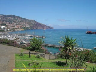 Baía do Funchal  diz-se que se chama assim, pela abundância de uma planta o funcho. 