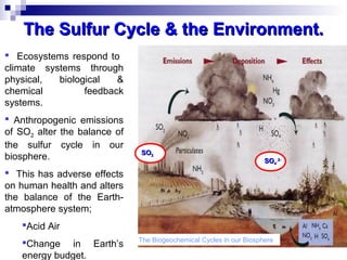 The Biogeochemical Cycles in our Biosphere
 Ecosystems respond to
climate systems through
physical, biological &
chemical feedback
systems.
 Anthropogenic emissions
of SO2 alter the balance of
the sulfur cycle in our
biosphere.
 This has adverse effects
on human health and alters
the balance of the Earth-
atmosphere system;
Acid Air
Change in Earth’s
energy budget.
The Sulfur Cycle & the Environment.The Sulfur Cycle & the Environment.
SOSO22
SOSO4`4`
2-2-
 