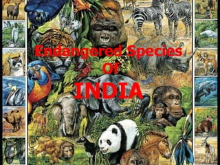 Endangered Species
Of
INDIA
 