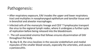 Pathogenesis:
• After respiratory exposure, EAV invades the upper and lower respiratory
tract and multiplies in nasopharyngeal epithelium and tonsillar tissue and
in bronchial and alveolar macrophages.
• Infected cells of the monocytic lineage and CD3+ T lymphocytes transport
the virus to the regional lymph nodes, where it undergoes a further cycle
of replication before being released into the bloodstream.
• . The cell-associated viremia that follows ensures dissemination of EAV
throughout the body.
• By day 6–8, the virus localizes in the vascular endothelium and medial
myocytes of the smaller blood vessels, especially the arterioles, and causes
a panvasculitis.
 