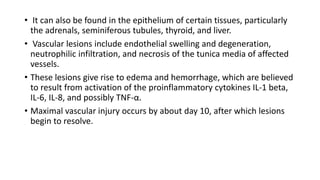 • It can also be found in the epithelium of certain tissues, particularly
the adrenals, seminiferous tubules, thyroid, and liver.
• Vascular lesions include endothelial swelling and degeneration,
neutrophilic infiltration, and necrosis of the tunica media of affected
vessels.
• These lesions give rise to edema and hemorrhage, which are believed
to result from activation of the proinflammatory cytokines IL-1 beta,
IL-6, IL-8, and possibly TNF-α.
• Maximal vascular injury occurs by about day 10, after which lesions
begin to resolve.
 