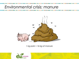 1 kg pork = 16 kg of manure
Environmental crisis: manure
 