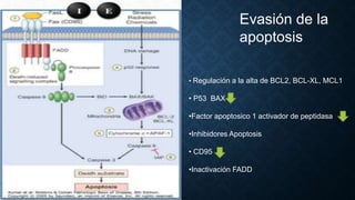 Evasión de la
apoptosis
• Regulación a la alta de BCL2, BCL-XL, MCL1
• P53 BAX
•Factor apoptosico 1 activador de peptidasa
•Inhibidores Apoptosis
• CD95
•Inactivación FADD
 