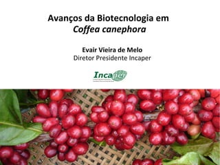 Avanços da Biotecnologia em
     Coffea canephora
        Evair Vieira de Melo
     Diretor Presidente Incaper
 