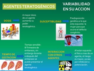 AGENTESTERATOGÉNICOS
VARIABILIDAD
EN SU ACCION
DOSIS
A mayor dosis
de un agente
aumenta su
poder
teratogénico.
TIEMPO DE
GESTACION
Tiempo sensible:
IIITrimestre de
embarazo, sin
embargo durante
o después del
embarazo se
puede presentar el
agente
teratogénico
SUSCEPTIBILIDAD
Predisposición
genética a la que
esta expuesta la
mujer para que
ocurra el defecto
congénito.
INTERACCION
CON OTROS
AGENTES
Al estar expuesto
el feto a mas de un
agente, el riesgo
es mayor, ya sea
por inhibición o
potenciación.
 