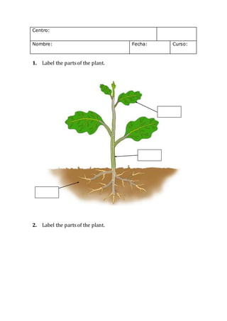Centro:
Nombre: Fecha: Curso:
1. Label the partsof the plant.
2. Label the partsof the plant.
 