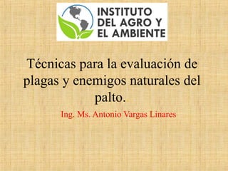 Técnicas para la evaluación de
plagas y enemigos naturales del
palto..
Ing. Ms. Antonio Vargas Linares
 