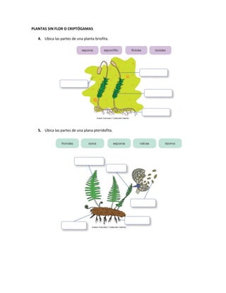 PLANTAS SIN FLOR O CRIPTÓGAMAS
4. Ubica las partes de una planta briofita.
5. Ubica las partes de una plana pteridofita.
 