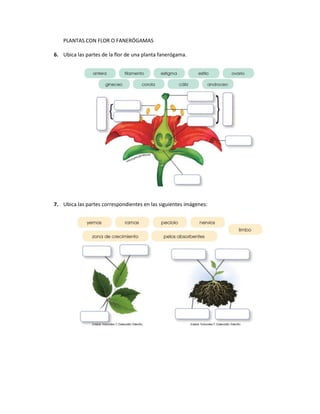 PLANTAS CON FLOR O FANERÓGAMAS
6. Ubica las partes de la flor de una planta fanerógama.
7. Ubica las partes correspondientes en las siguientes imágenes:
 
