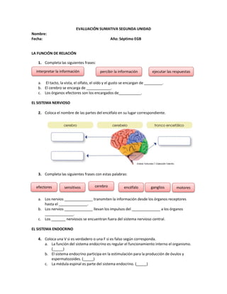 EVALUACIÓN SUMATIVA SEGUNDA UNIDAD
Nombre:
Fecha: Año: Séptimo EGB
LA FUNCIÓN DE RELACIÓN
1. Completa las siguientes frases:
a. El tacto, la vista, el olfato, el oído y el gusto se encargan de _________.
b. El cerebro se encarga de ____________.
c. Los órganos efectores son los encargados de___________.
EL SISTEMA NERVIOSO
2. Coloca el nombre de las partes del encéfalo en su lugar correspondiente.
3. Completa las siguientes frases con estas palabras:
a. Los nervios ______________ transmiten la información desde los órganos receptores
hasta el ______________.
b. Los nervios ______________ llevan los impulsos del ______________ a los órganos
______________.
c. Los _______ nerviosos se encuentran fuera del sistema nervioso central.
EL SISTEMA ENDOCRINO
4. Coloca una V si es verdadero o una F si es falso según corresponda.
a. La función del sistema endocrino es regular el funcionamiento interno el organismo.
(_____)
b. El sistema endocrino participa en la estimulación para la producción de óvulos y
espermatozoides. (_____)
c. La médula espinal es parte del sistema endocrino. (_____)
interpretar la información percibir la información ejecutar las respuestas
efectores sensitivos encéfalo ganglios motores
cerebro
 