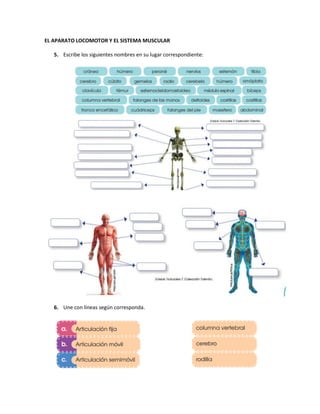 EL APARATO LOCOMOTOR Y EL SISTEMA MUSCULAR
5. Escribe los siguientes nombres en su lugar correspondiente:
6. Une con líneas según corresponda.
 