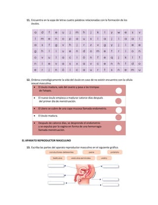 11. Encuentra en la sopa de letras cuatro palabras relacionadas con la formación de los
óvulos.
12. Ordena cronológicamente la vida del óvulo en caso de no existir encuentro con la célula
sexual masculina.
 El óvulo madura, sale del ovario y pasa a las trompas
de Falopio.
 El nuevo óvulo empieza a madurar catorce días después
del primer día de menstruación.
 El útero se cubre de una capa mucosa llamada endometrio.
 El óvulo madura.
 Después de catorce días, se desprende el endometrio
y se expulsa por la vagina en forma de una hemorragia
llamada menstruación.
EL APARATO REPRODUCTOR MASCULINO
13. Escriba las partes del aparato reproductor masculino en el siguiente gráfico.
 