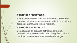 PROTEINAS SOMATICAS:
Se encuentran en el musculo esquelético, se evalúa
con dos indicadores: excreción urinaria de creatinina y
excreción urinaria de 3-metil-histidina.
PROTEINAS VISCERALES:
Se encuentra en órganos eritrocitos linfocitos,
granulocitos y proteínas de suero sanguíneo, para la
medición solo requiere una muestra de sangre
 