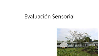 Evaluación Sensorial
 